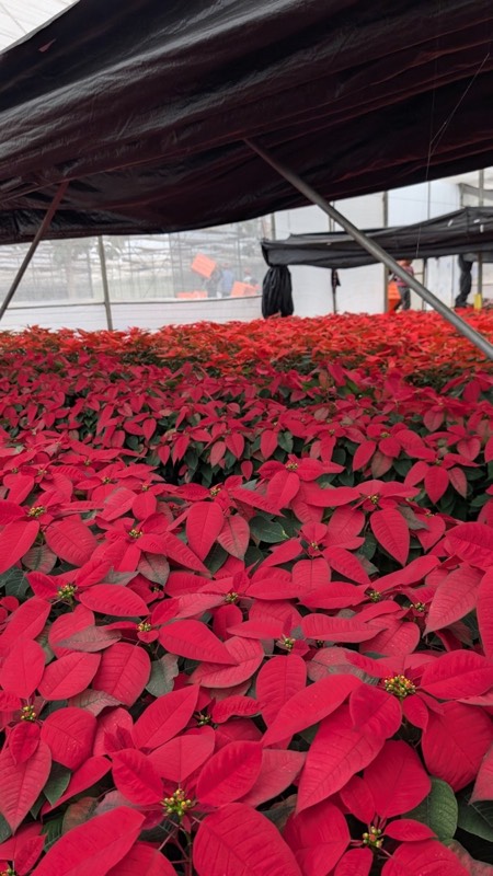 Poinsettia plant variety
